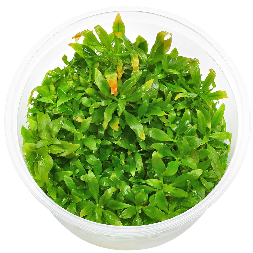 Ludwigia glandulosa kubek invitro 5cm czerwona roślina na tylny plan